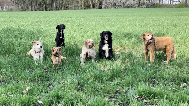 HundeRunde Düsseldorf