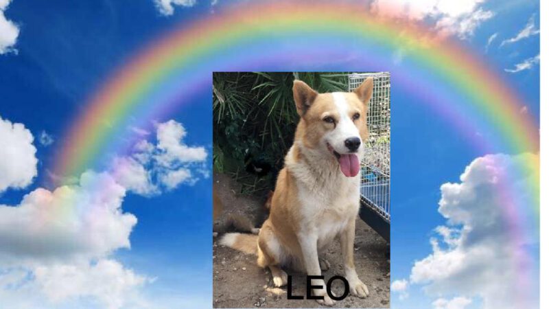 Leo